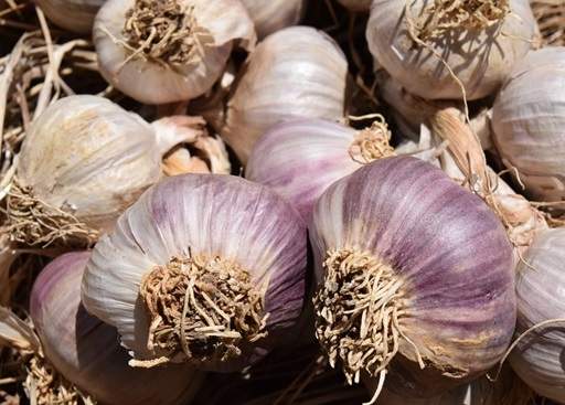 Garlic harvest